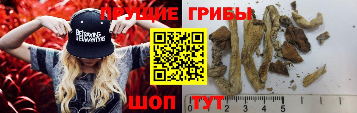 Галлюциногенные грибы прущие грибы  Вход с VPN  Кемерово  где продают наркотики  Псилоцибиновые грибы GOLDEN TEACHER 